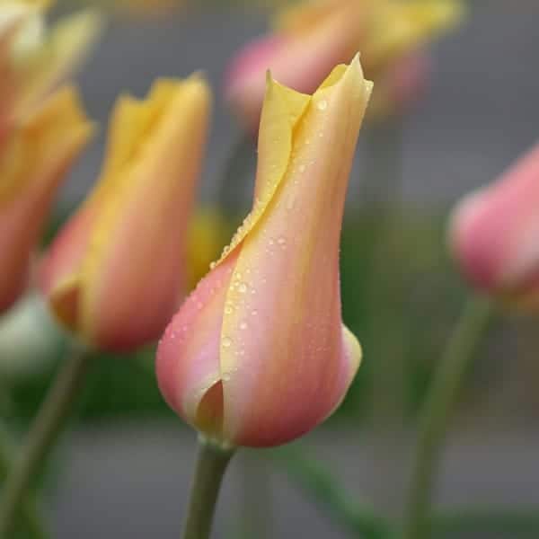 tulipa_blushing_lady_2