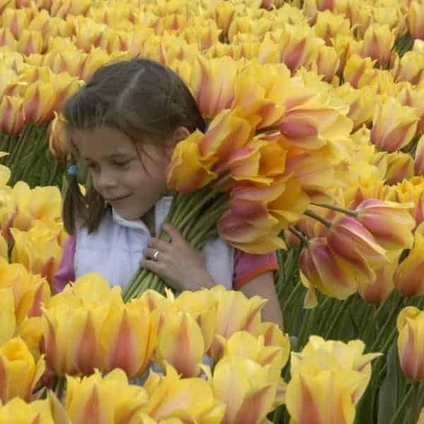 tulipa_blushing_lady_3