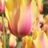 tulipa_blushing_lady_4