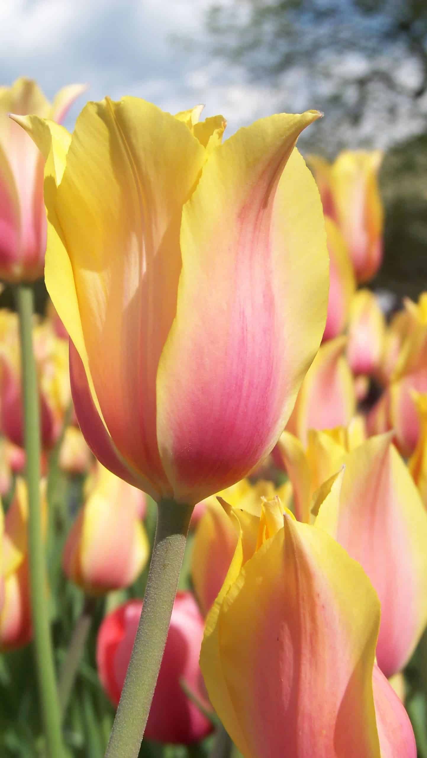 tulipa_blushing_lady_4