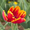 tulipa_bright_parrot_1