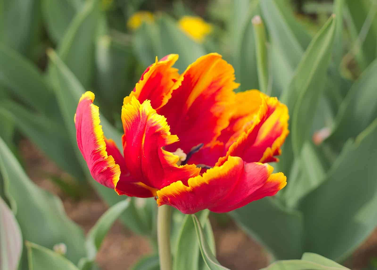 tulipa_bright_parrot_1
