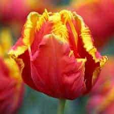 tulipa_bright_parrot_2