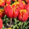 tulipa_bright_parrot_3