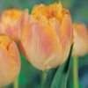 tulipa_creme_upstar_1
