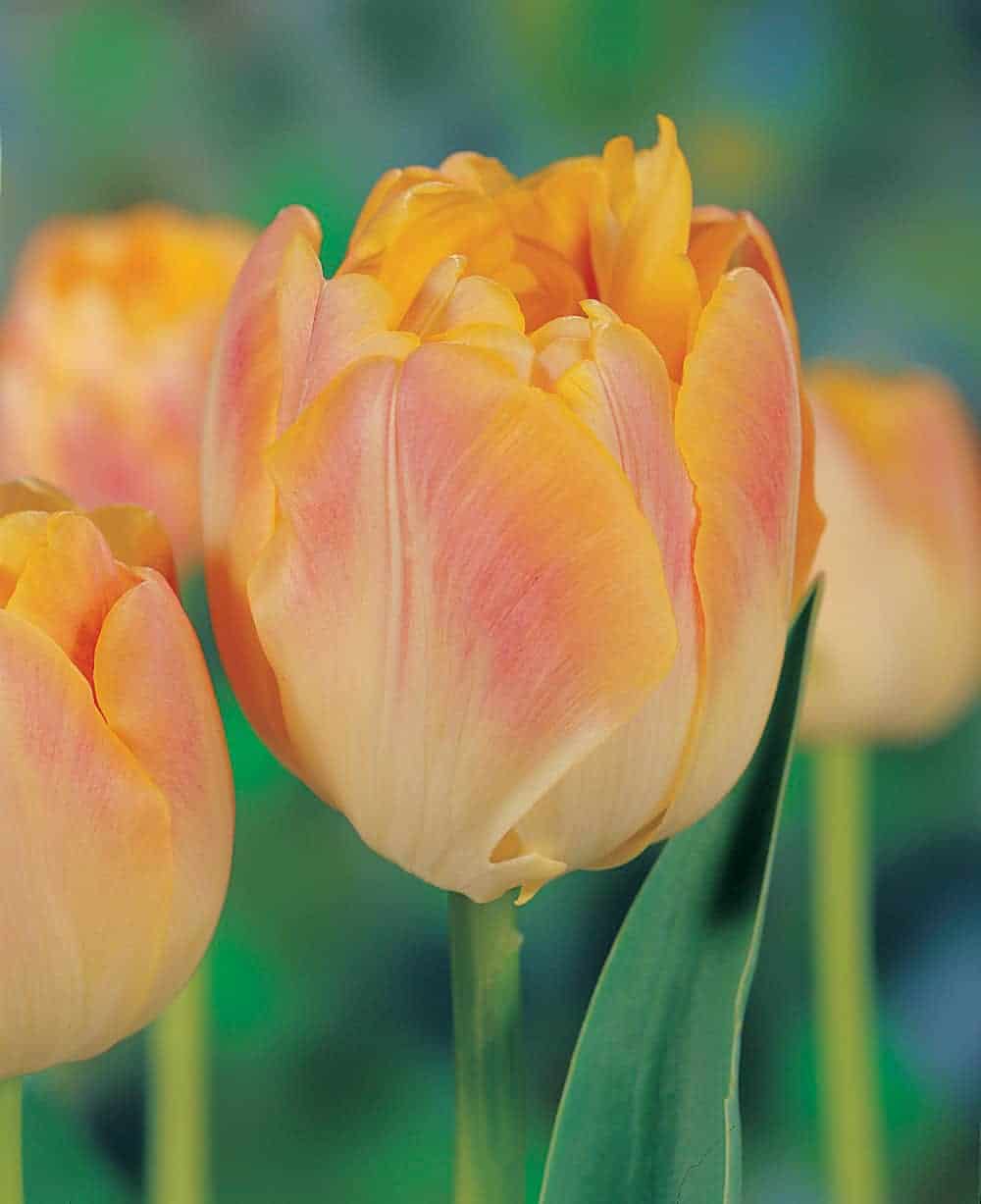 tulipa_creme_upstar_1