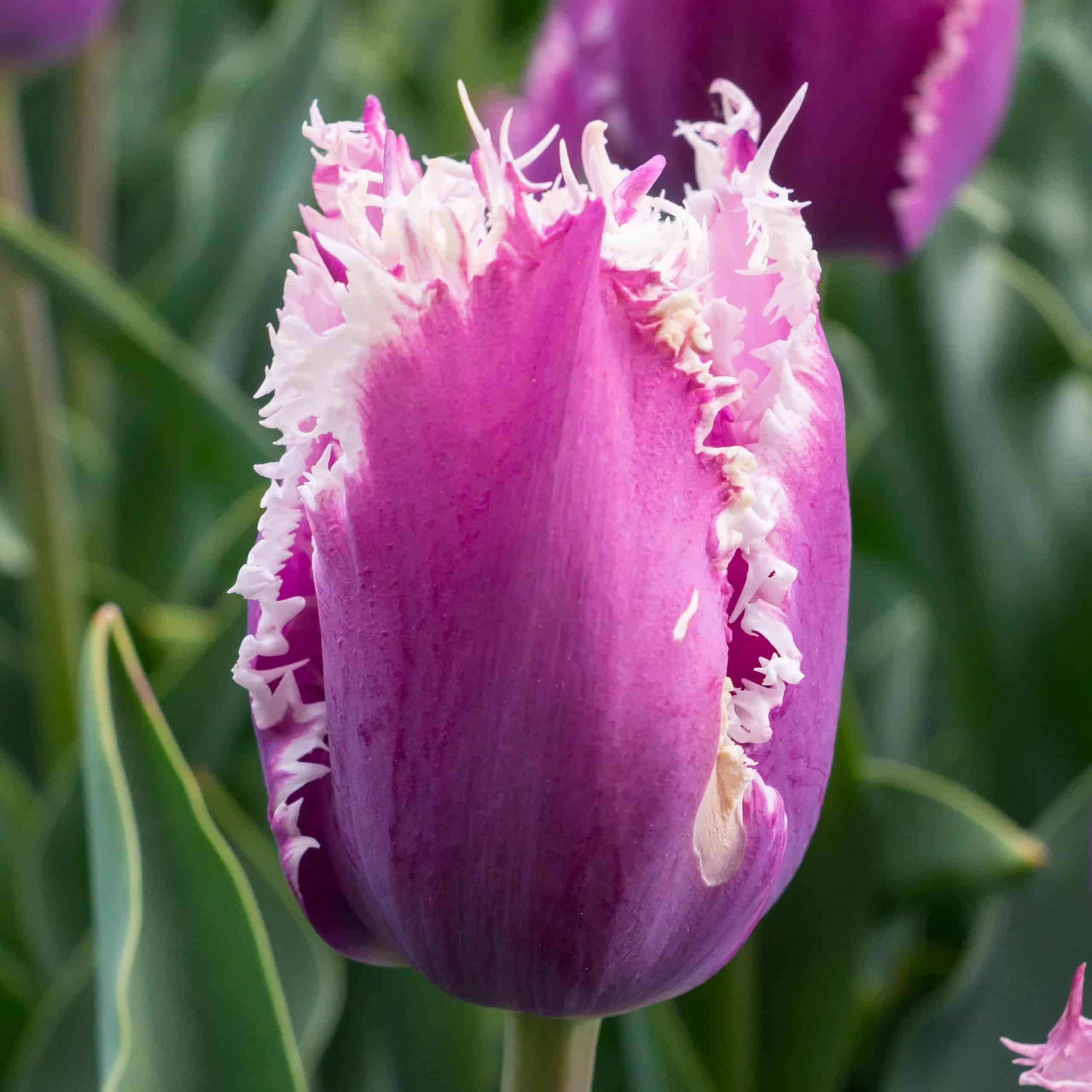 tulipa_cummins_1