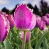 tulipa_cummins_3