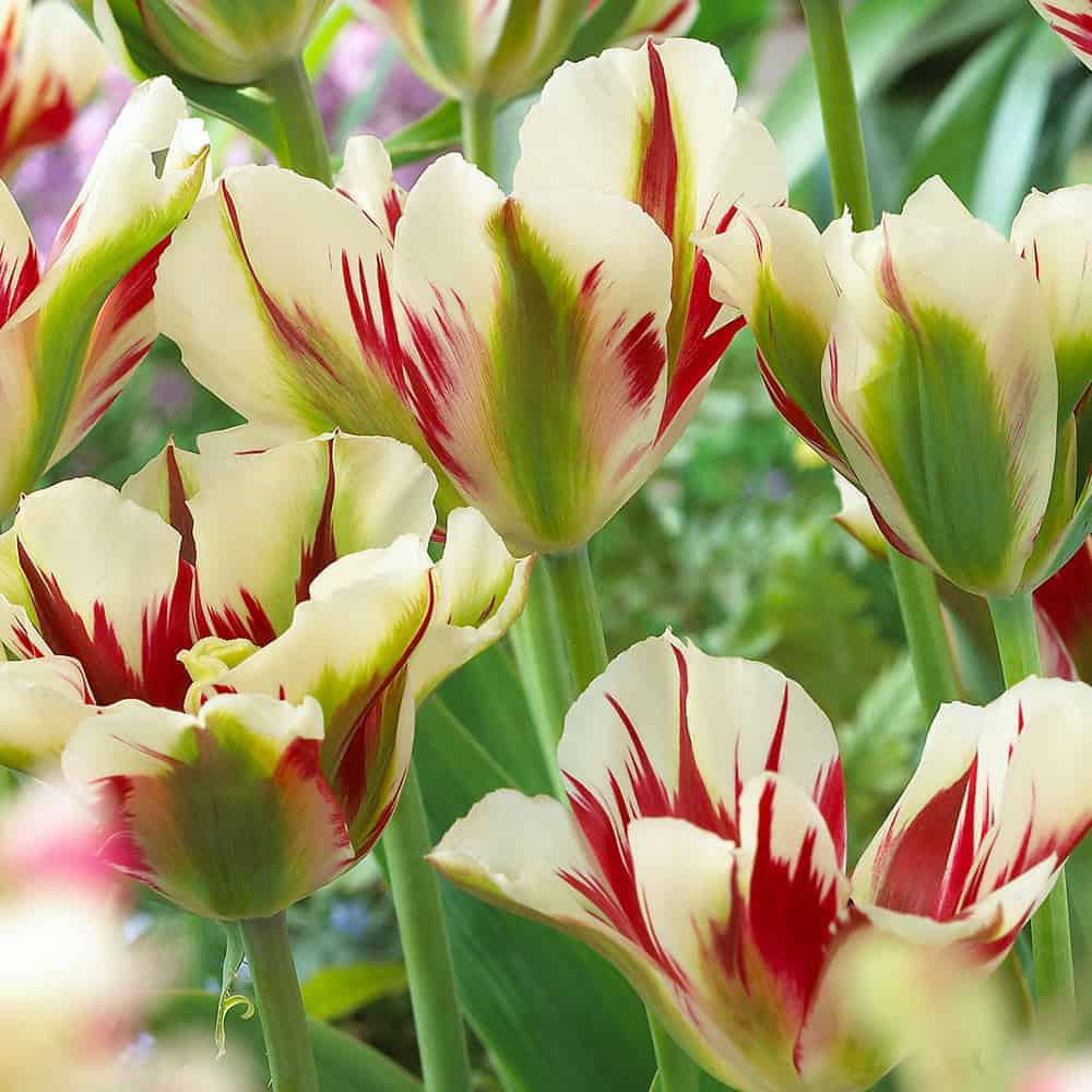 tulipa_flaming_springgreen_1