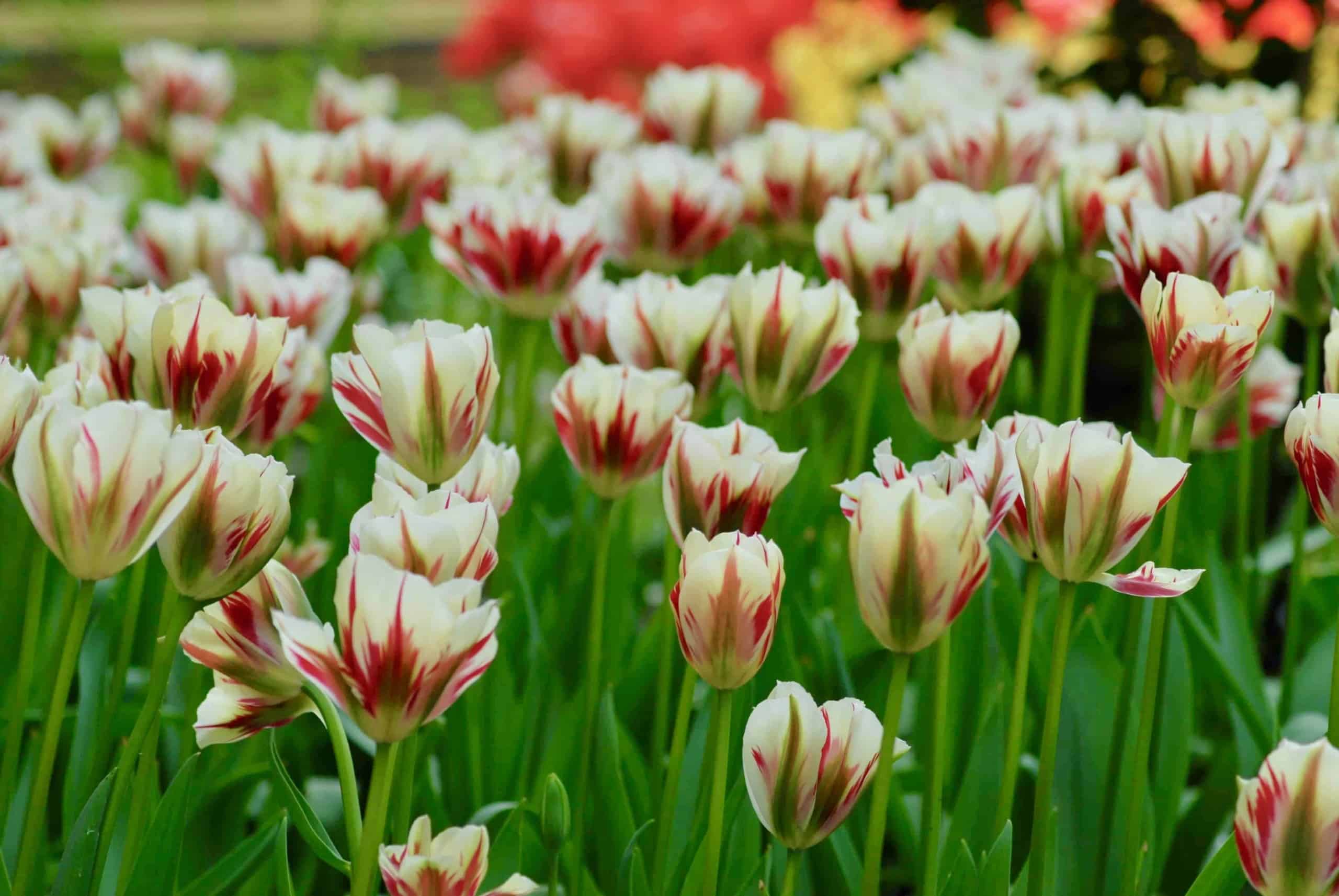 tulipa_flaming_springgreen_2