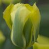 tulipa_formosa_1