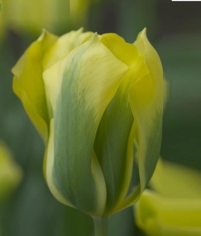 tulipa_formosa_1