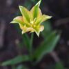 tulipa_formosa_2