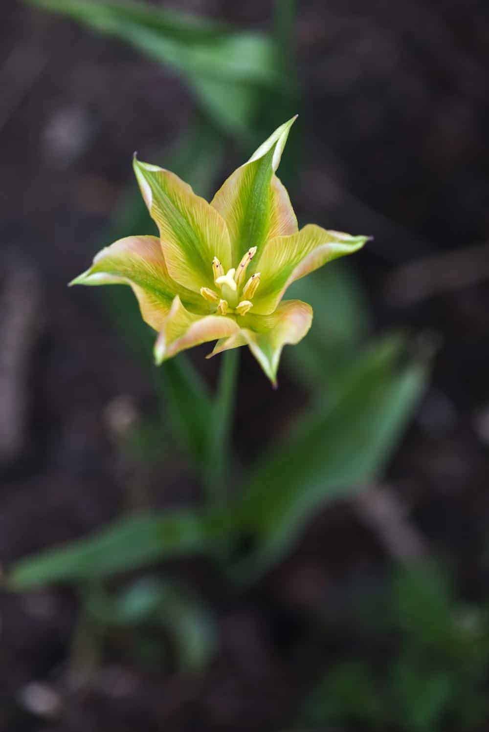 tulipa_formosa_2