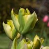 tulipa_formosa_3