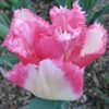 tulipa_lingerie_1