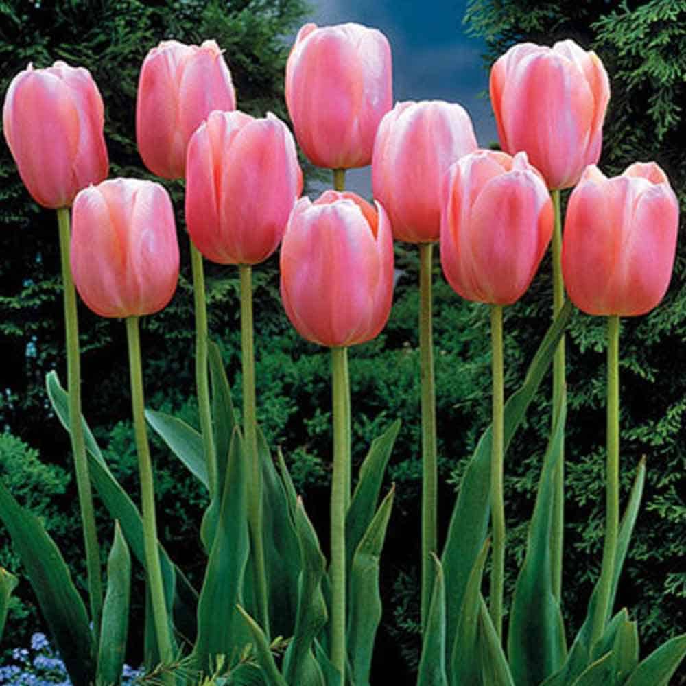 tulipa_menton_1