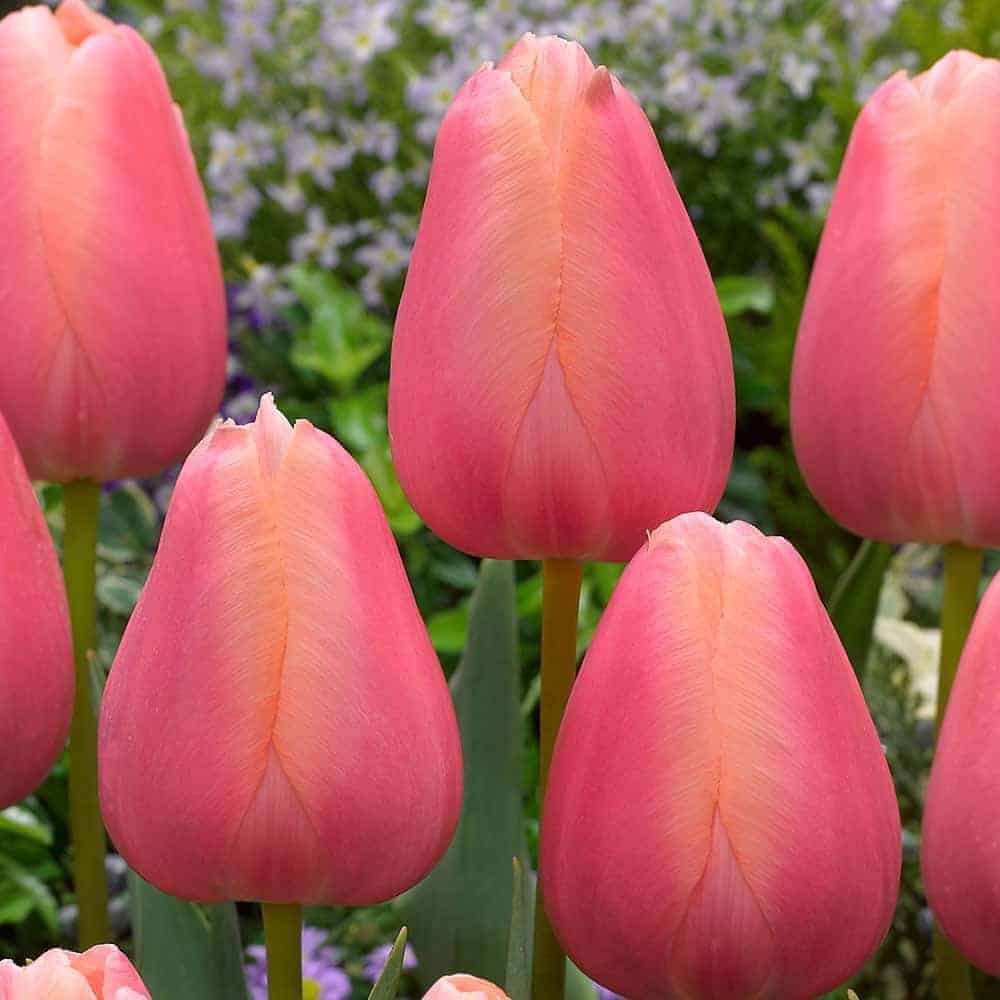 tulipa_menton_2