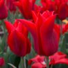 tulipa_moneymaker_1