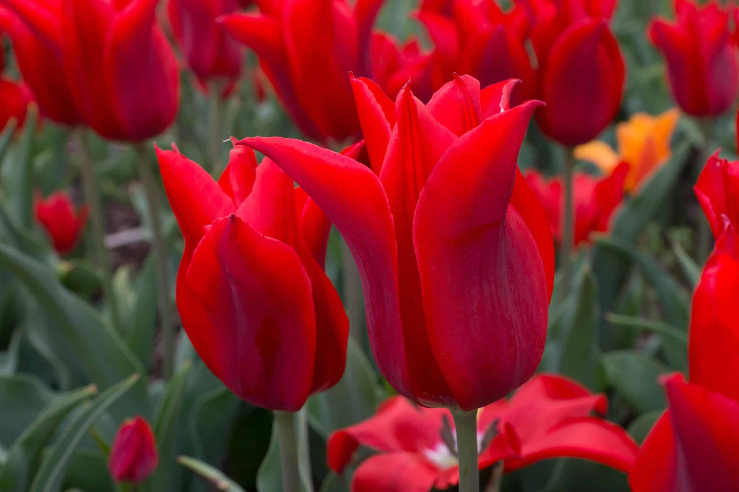 tulipa_moneymaker_1