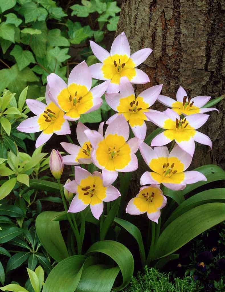 Tulipa saxatilis