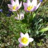 tulipa_saxatilis_2