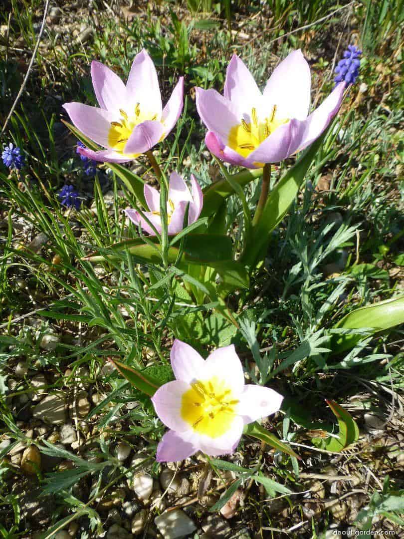 tulipa_saxatilis_2