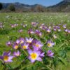 tulipa_saxatilis_3