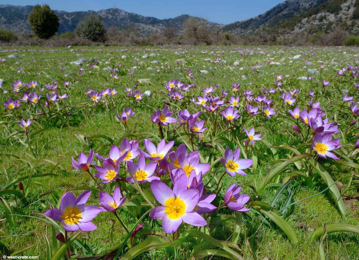 tulipa_saxatilis_3