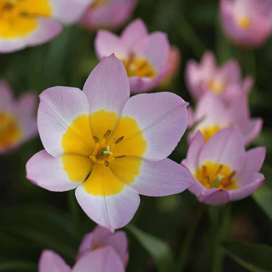tulipa_saxatilis_4