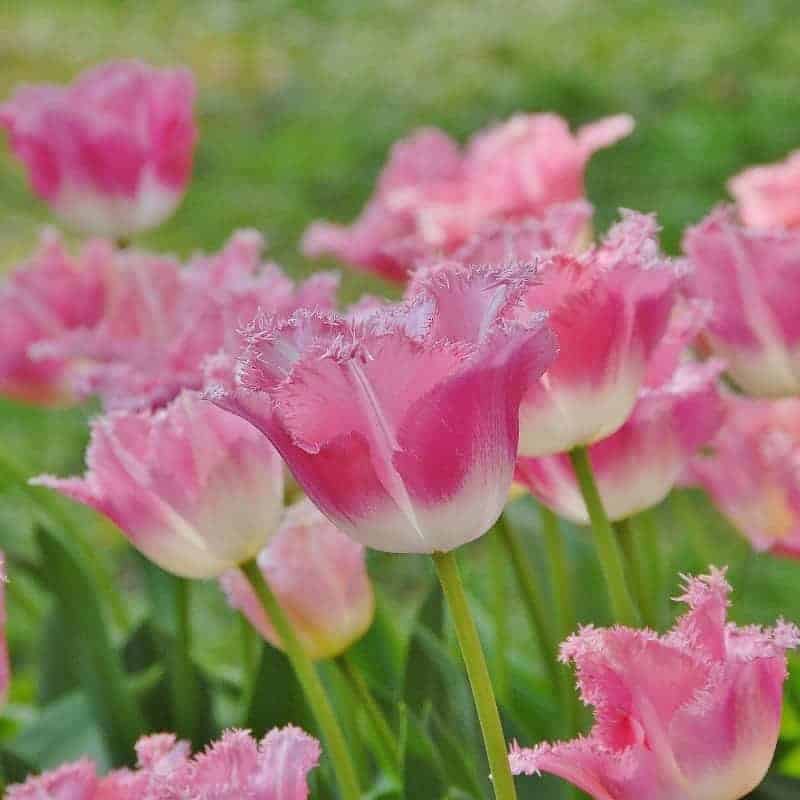 tulipa_fancy_frills__3