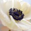 anemone_galilee_white_black_4