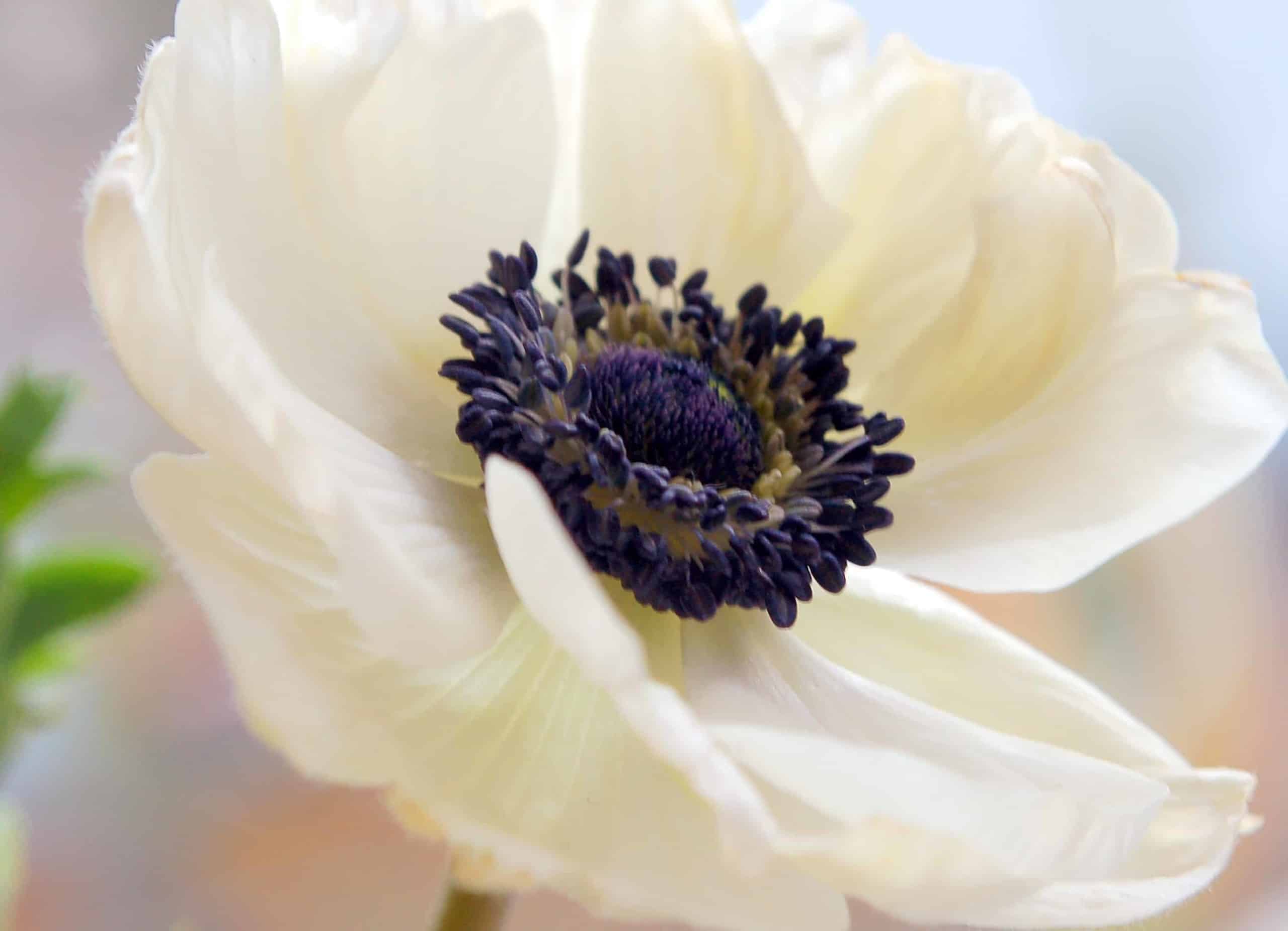 anemone_galilee_white_black_4