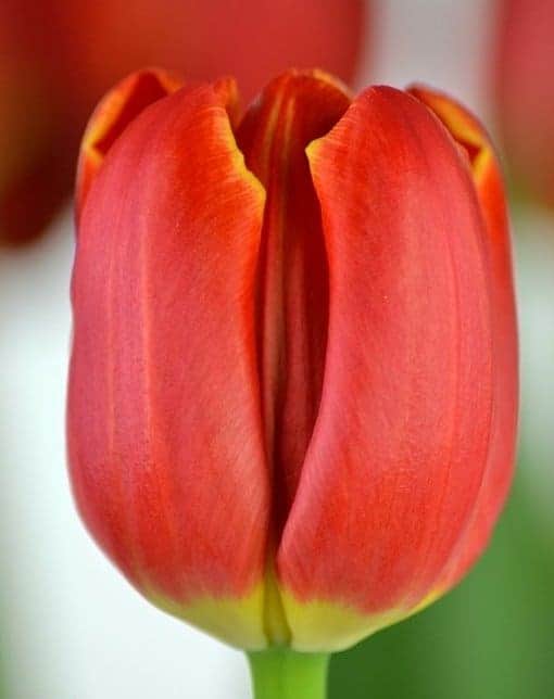 tulipa_esta_bonita_1