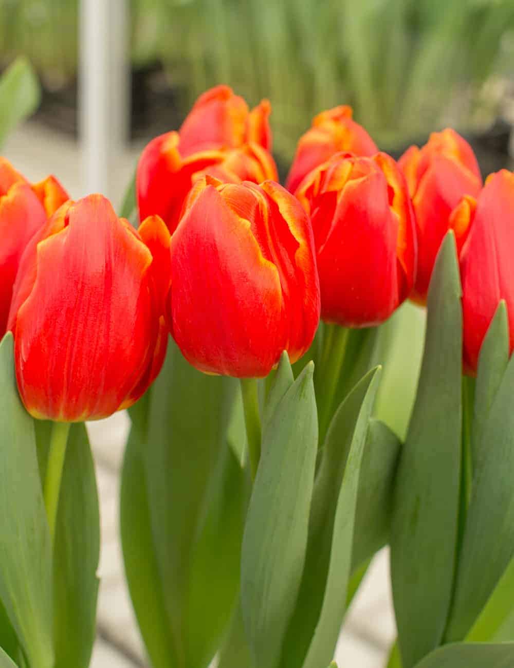 tulipa_esta_bonita_2