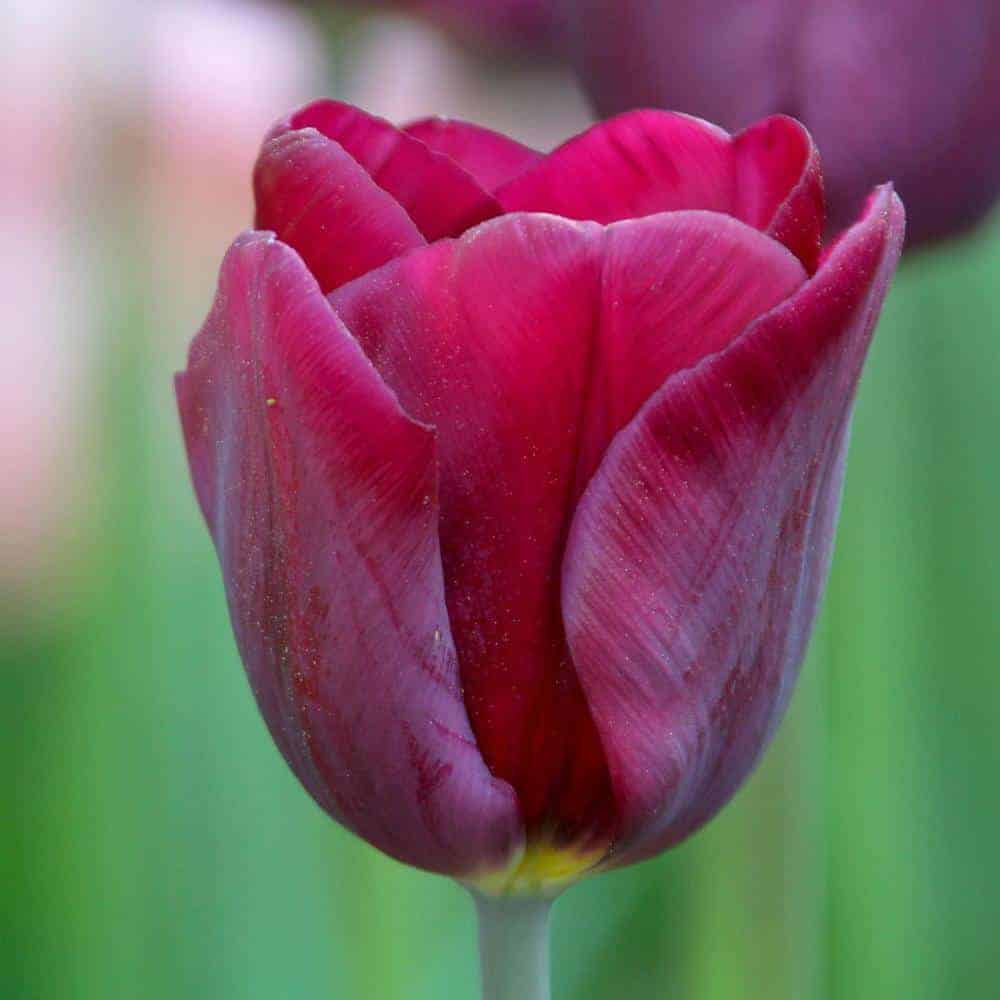 tulipa_purple_lady_1