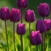 tulipa_purple_lady_3