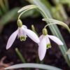 galanthus_nivalis_6