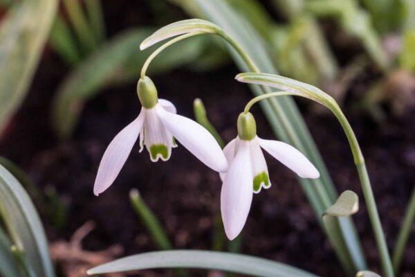 galanthus_nivalis_6