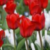 tulipa_show_winner_2