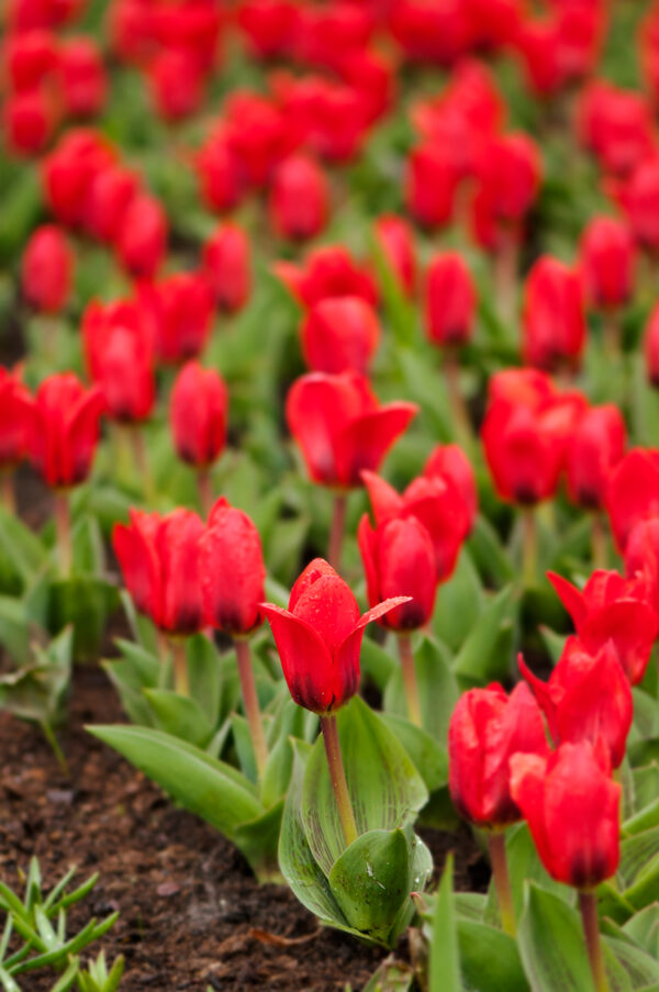 tulipa_show_winner_3