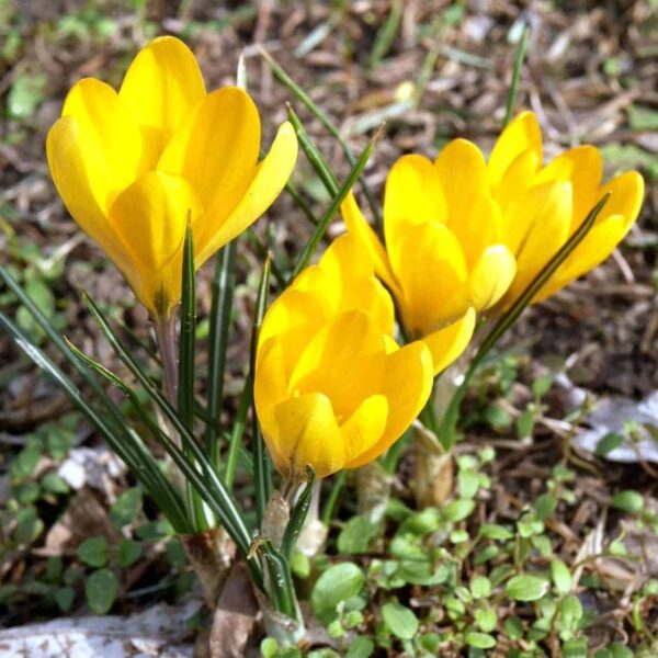 crocus_grosse_gelbe_01