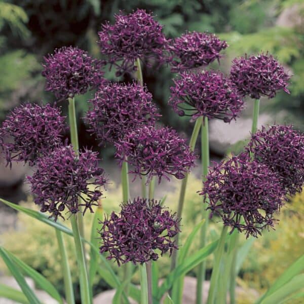 allium_atropurpureum_01