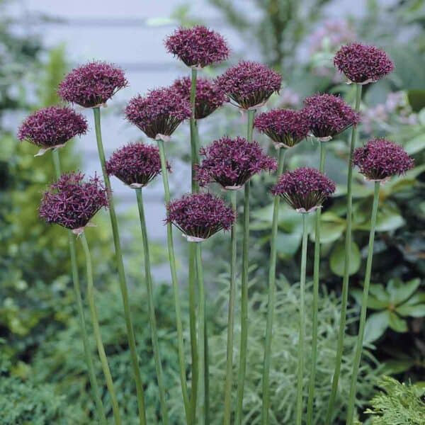 allium_atropurpureum_02