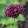 allium_atropurpureum_03